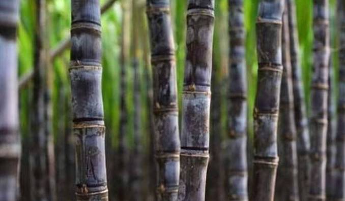 生物育种有新解 未来甘蔗会更“甜”