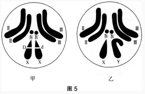 新研究说生成式人工智能可快速分析染色质三维结构