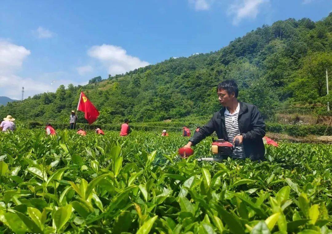 新希望旗下昇望基金投资八马茶叶 茶产业转型困境有新解？