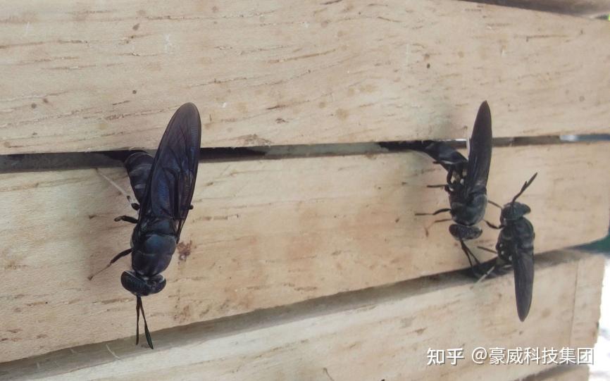 小虫子撬动的新质生产力：黑水虻“吃”出千亿市场——专访茵塞普科技创始人余广滔