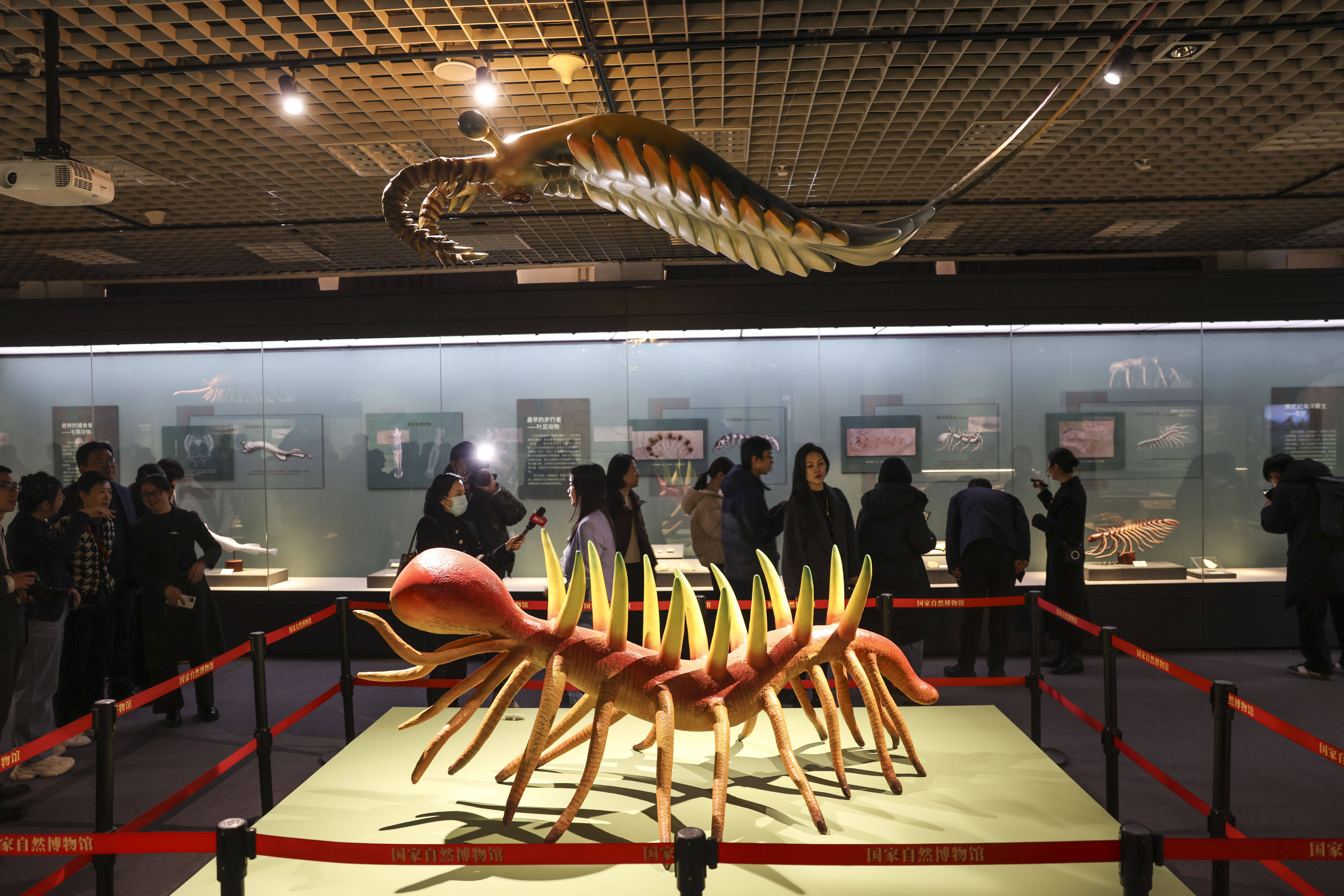 寒武纪小壳化石保存之谜揭开