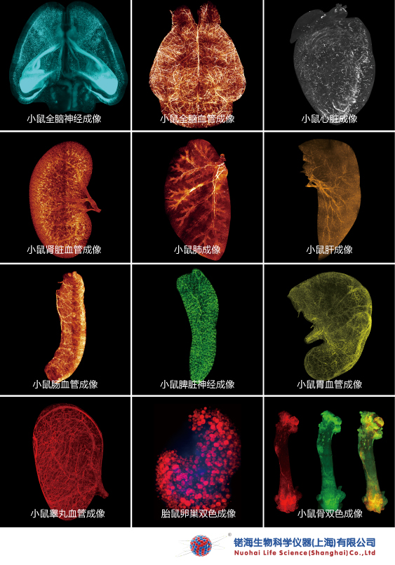 深脑“彩色”成像！中国成功研制多色微型化双光子显微镜