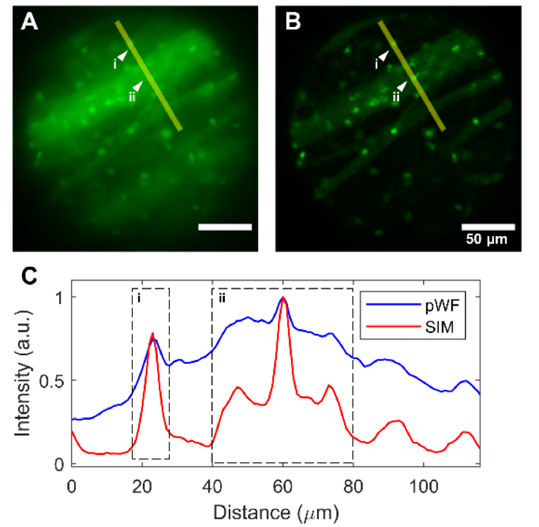 深脑“彩色”成像！中国成功研制多色微型化双光子显微镜