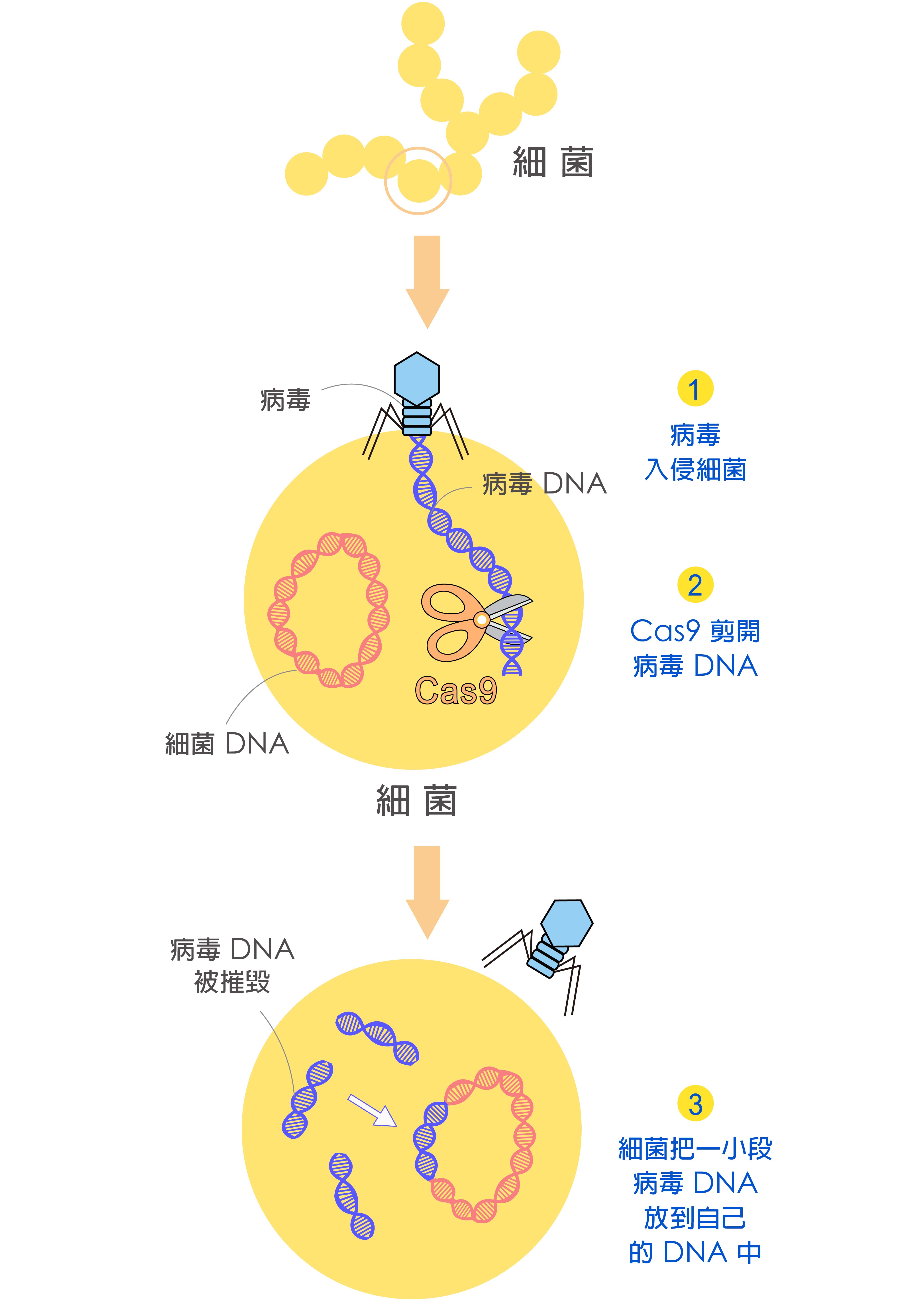 世界首例！中国团队将基因编辑猪肺成功移植人体