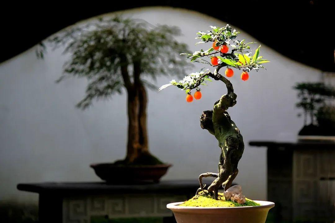 科技赋能城市管理，别搞“AI盆景”