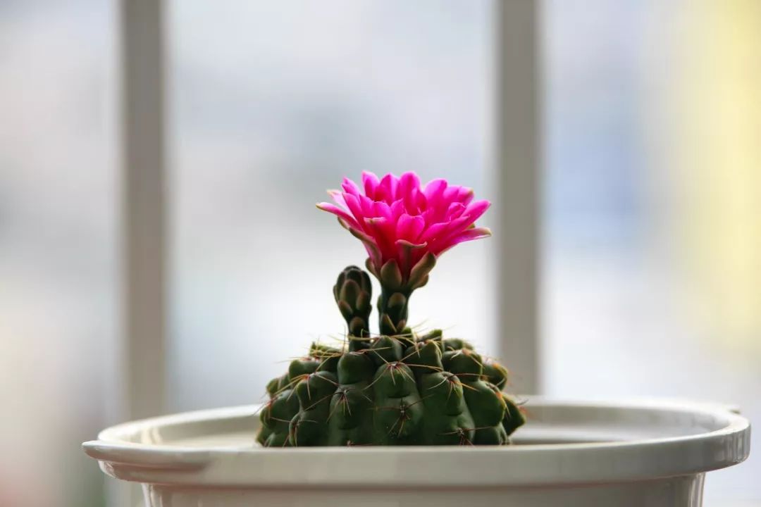 孙正义中国挣钱欧美“花”,一分没有带回家?